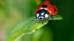 Helpful Tips for Natural Pest Control post thumbnail image