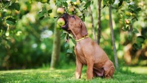 Reduce Rover’s CO2 Pawprint: 13 Fruits & Veggies Dogs Enjoy post thumbnail image