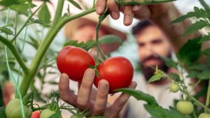 How To Grow Bountiful Tomatoes post thumbnail image
