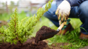 Is an Everyday Garden Trick a Key to Carbon Capture? post thumbnail image